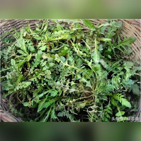 福建锌维生素c怎么样