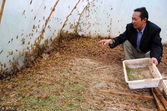 回农村养蚂蚱，或许真的可以让你走向成功