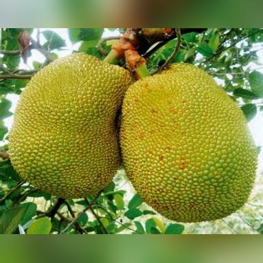 福建算是哪个地区的