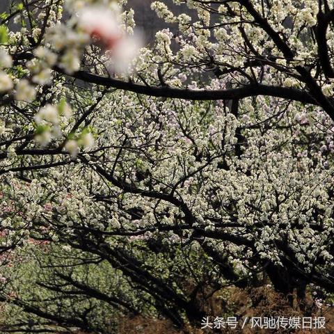 石家庄市白鹿山庄的长尾关键词有哪些
