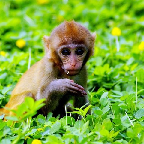 十二生肖性格及运势(十二生肖性格及运势分析)