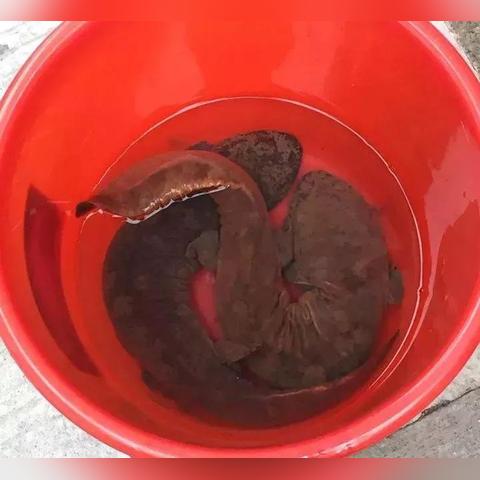 温州市国际放生台的长尾关键词有什么