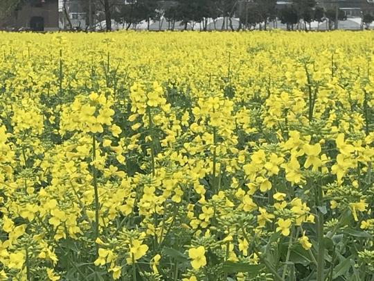 花开麦浪农场250亩油菜花争春