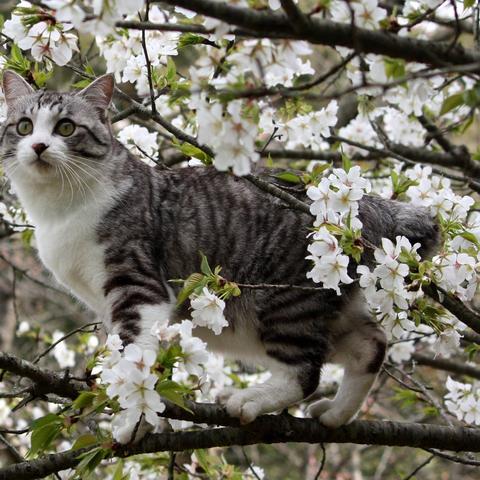 厦门吉猫科技有限公司的相关长尾关键词有哪些
