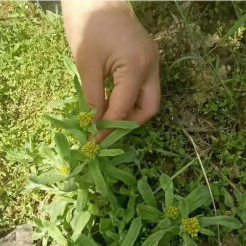 水牛花桂林市哪里有卖的