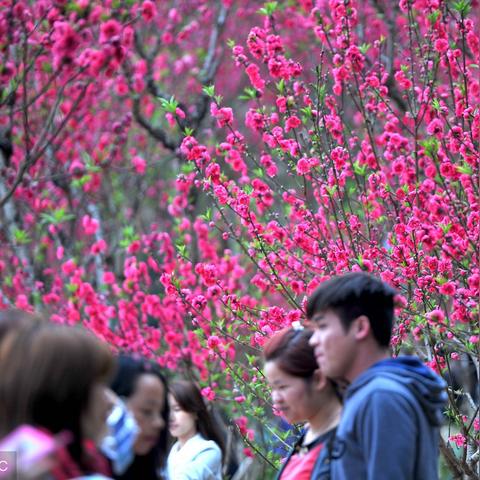 贪狼在子女宫代表啥？看懂孩子未来的关键信号