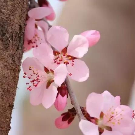 石家庄市哪里花开了