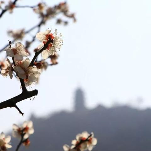 小红书南通梅林春晓长尾关键词有什么