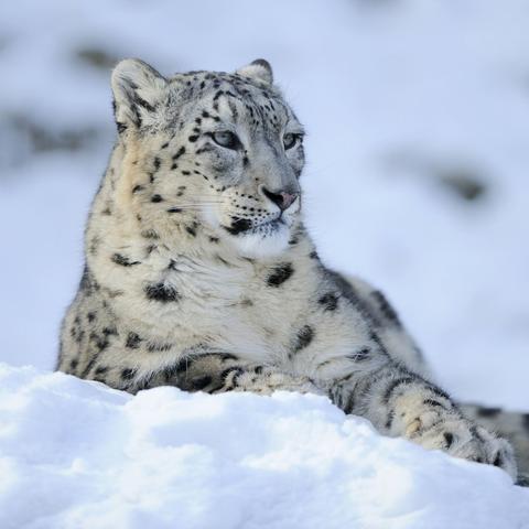 武汉胜利视频的相关长尾关键词有哪些