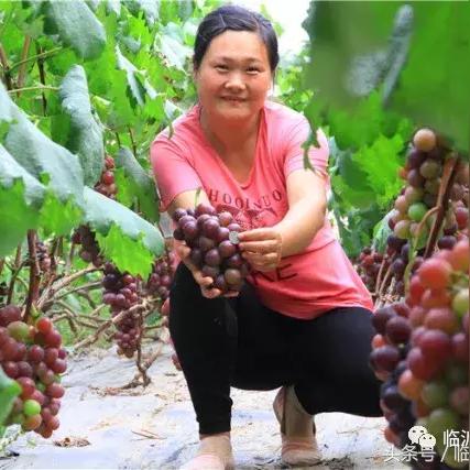 临沂市采摘热门推荐的长尾关键词有哪些