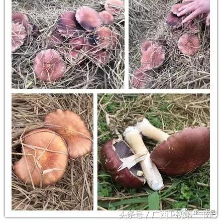 定安年最低气温的长尾关键词有哪些