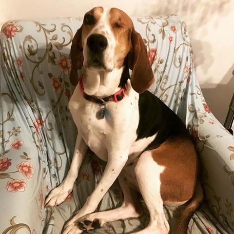 兰州比格犬领养的相关长尾关键词有哪些