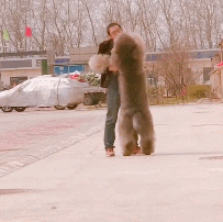 泰迪小色狗搞笑可爱萌萌哒gif