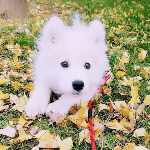 生肖狗各月份运势(十二生肖属狗的每月命运)