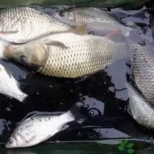 河南车哥的相关长尾关键词有哪些