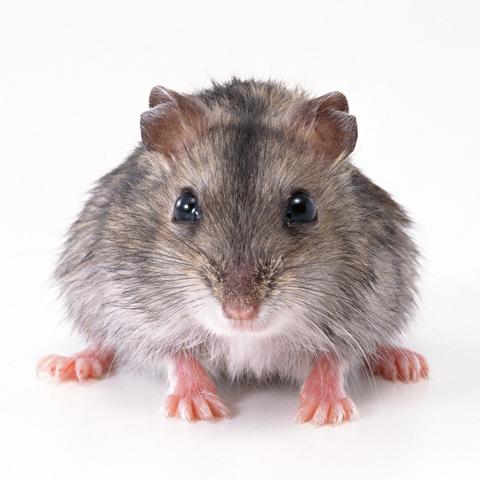 生肖风水运势图解析大全(生肖风水运势图解析大全图片)