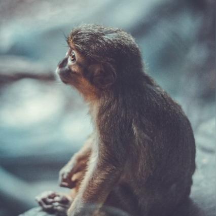 十二生肖猴整体运势(猴肖运程)