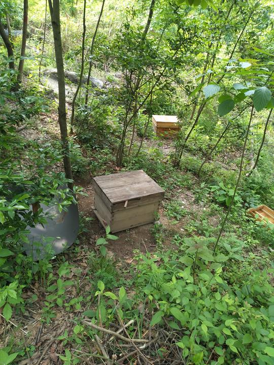 胡蜂养殖能赚大钱吗？带你走进金环胡蜂养殖能人的蜂场