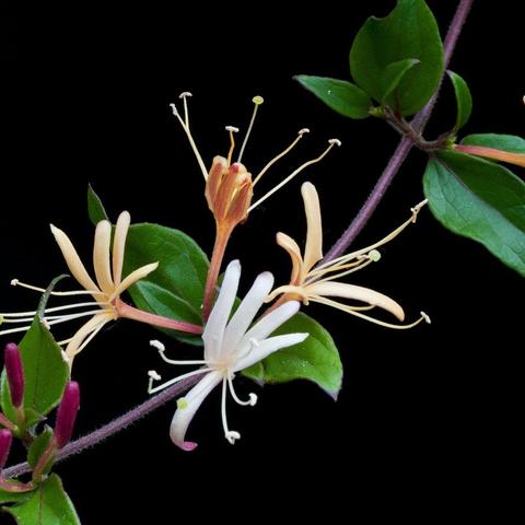 沈阳六一散相关长尾关键词有哪些