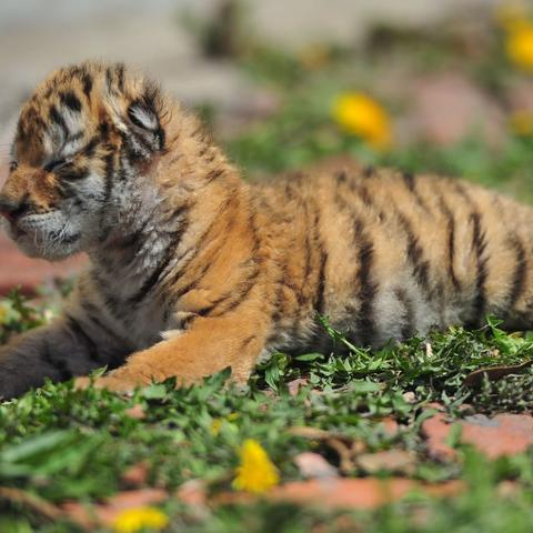 生肖虎未来10年的运势(属虎未来十年运势如何)