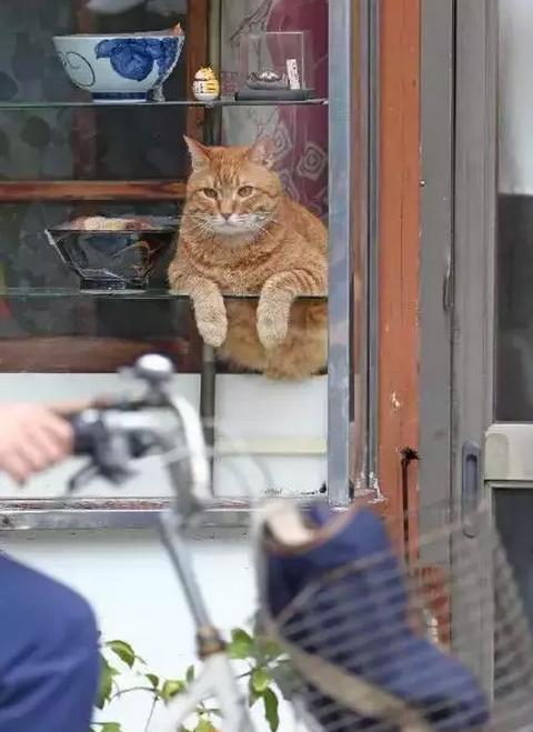 面馆猫咪为自己主人的生意操碎了心！猫咪：哎，我不上心谁上心