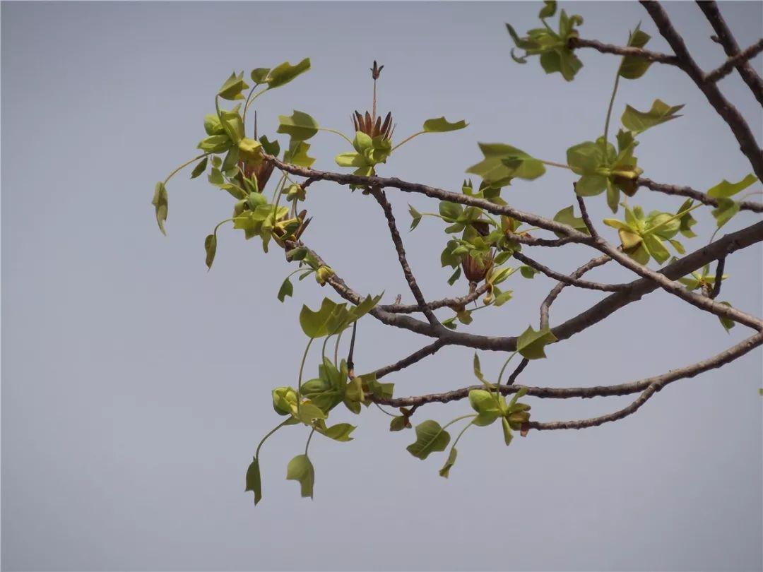 郁金香花语英文,的英文单词?