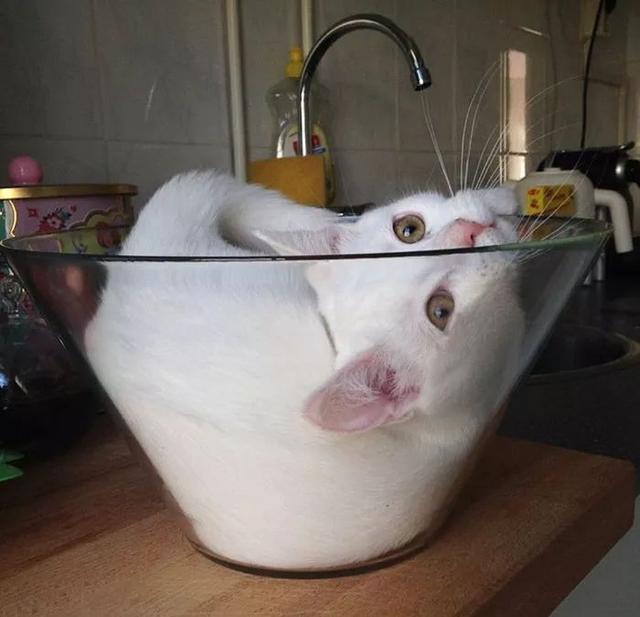 猫咪的身体为什么能像液体一样软