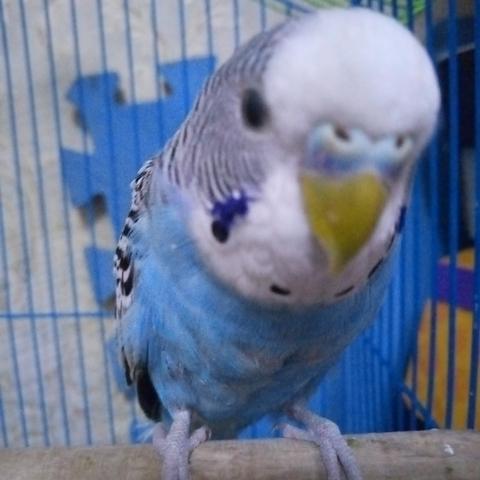 保定市中医看嗓子的长尾关键词有哪些