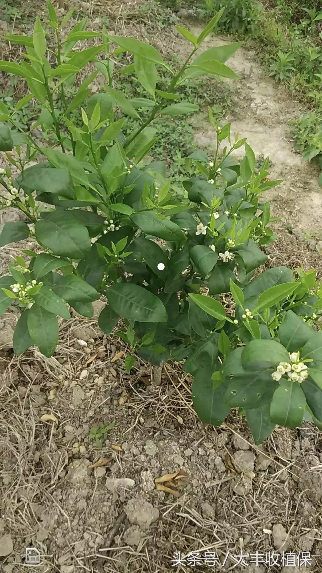 柑橘蒲月幼樹(shù)病蟲(chóng)害_柑橘樹(shù)幼苗春季應(yīng)預(yù)防那些病蟲(chóng)害