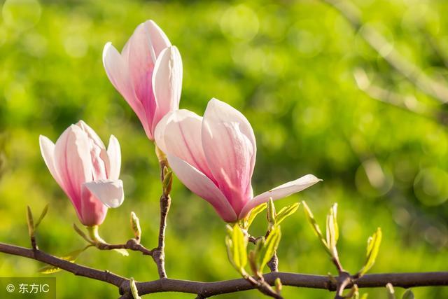 白兰花花语是什么意思,玉兰花寓意好的名字?