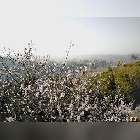 兰州爱鸟的相关长尾关键词有哪些