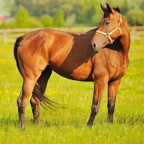 未来七年生肖马运势(未来5年属马人运势)