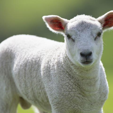 生肖配对婚后运势(属相婚配十二生肖运势)