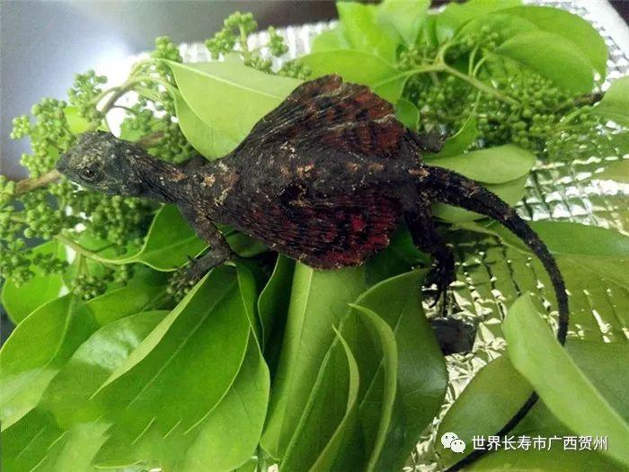 贺州有什么美食街（广西古镇旅游景点有哪些）