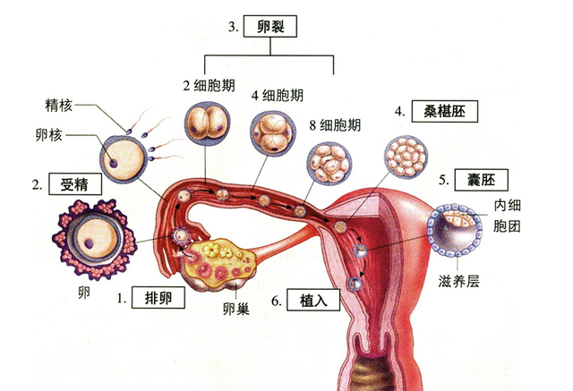 快速怀孕要掌握这些秘诀