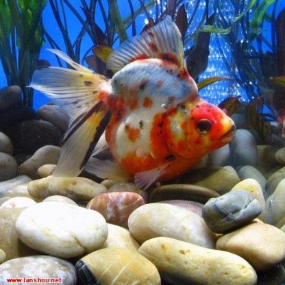 金鱼足球比赛完整版的长尾关键词有什么