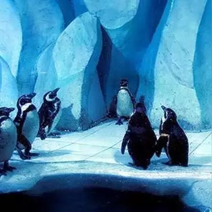 大连沈阳抚顺极地海洋世界哪个好？