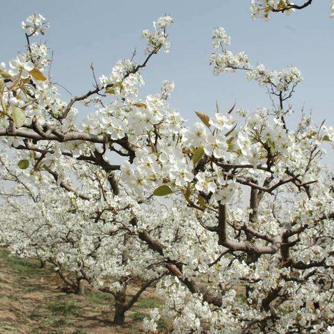 2025.12.19石家庄今日气温变化情况
