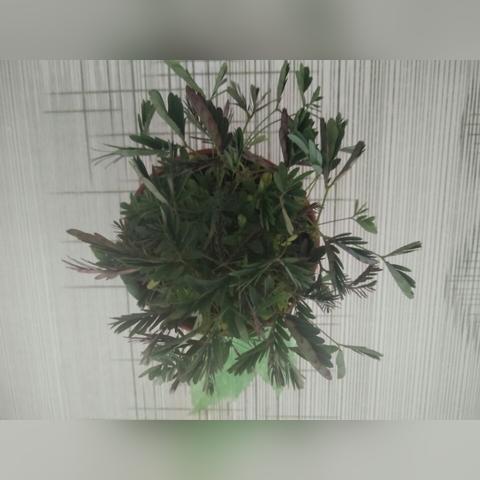 桂林同城花店鲜花团购价相关长尾关键词有哪些