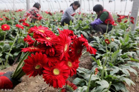 80后小伙扛住压力种下“致富花”，半年收入十几万