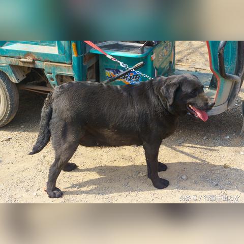 济南市在哪里办犬证