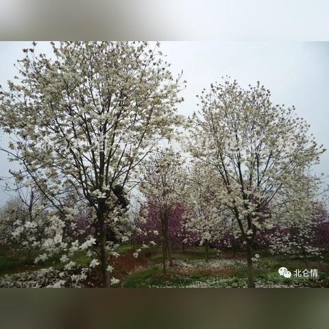 河北省保定市爱情广场地址的长尾关键词有哪些