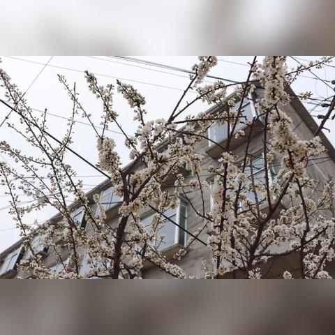 大地回春是什么生肖，词语解析落实