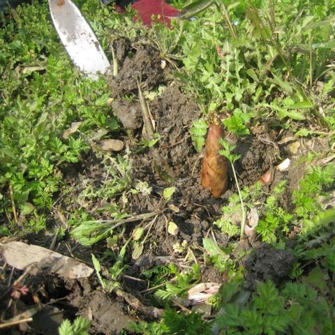 无锡市哪里可以挖笋