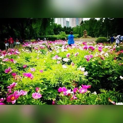 哈尔滨哪里有花卉市场？