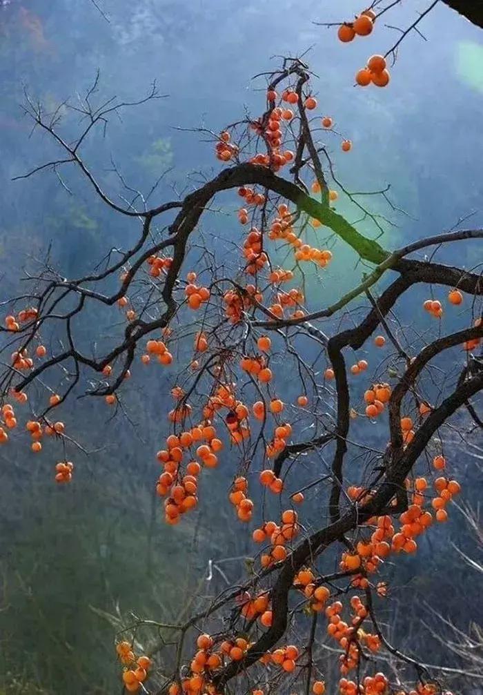 果树与风水_住宅东南方种什么果树好