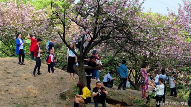 带孩子看樱花的说说句子