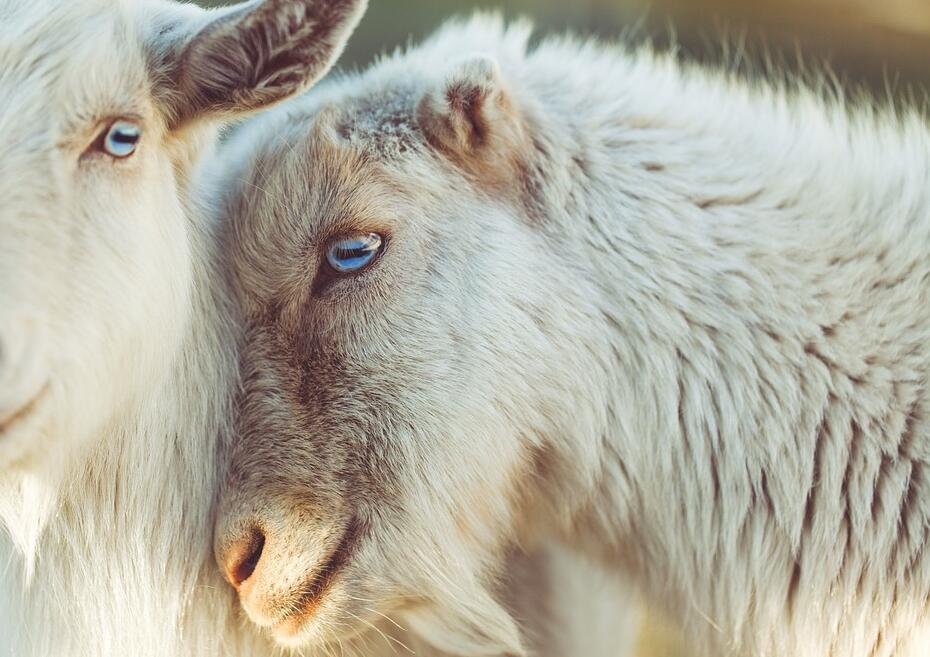 五行不全有财拿打一精准最佳生肖，成语释义诠释解读