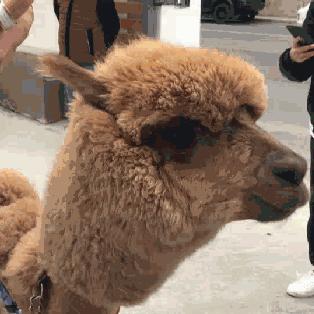 大连素食专卖店的相关长尾关键词有哪些