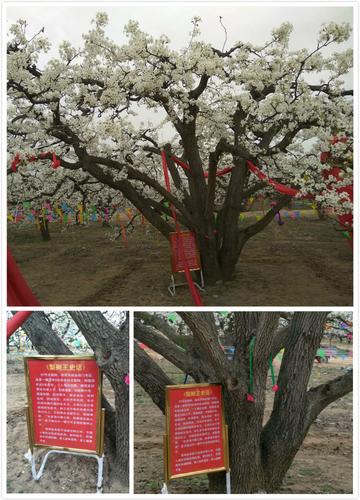 石家庄市梨园简介的长尾关键词有哪些